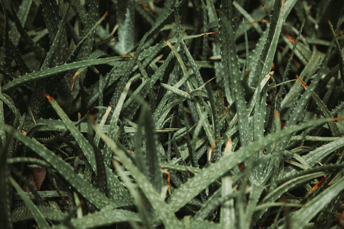 Aloe vera plant growing in the bush